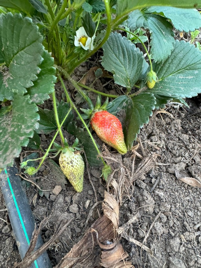 whatsapp image 2024-11-05 at 1.46.21 pm