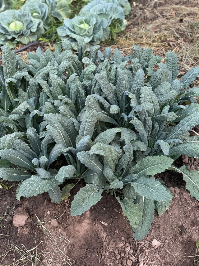 whatsapp image 2024-11-05 at 1.54.11 pm (2)