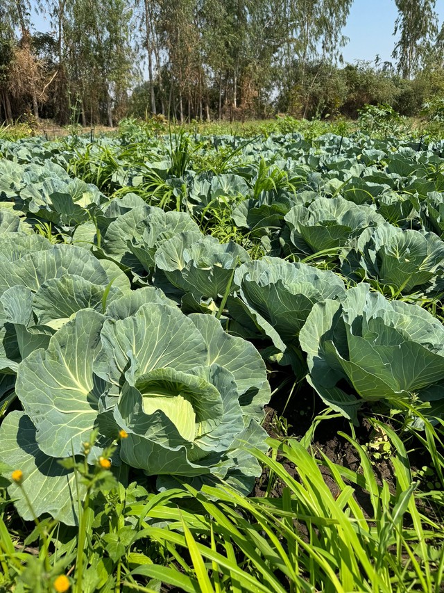 whatsapp image 2024-11-05 at 1.54.11 pm (3)